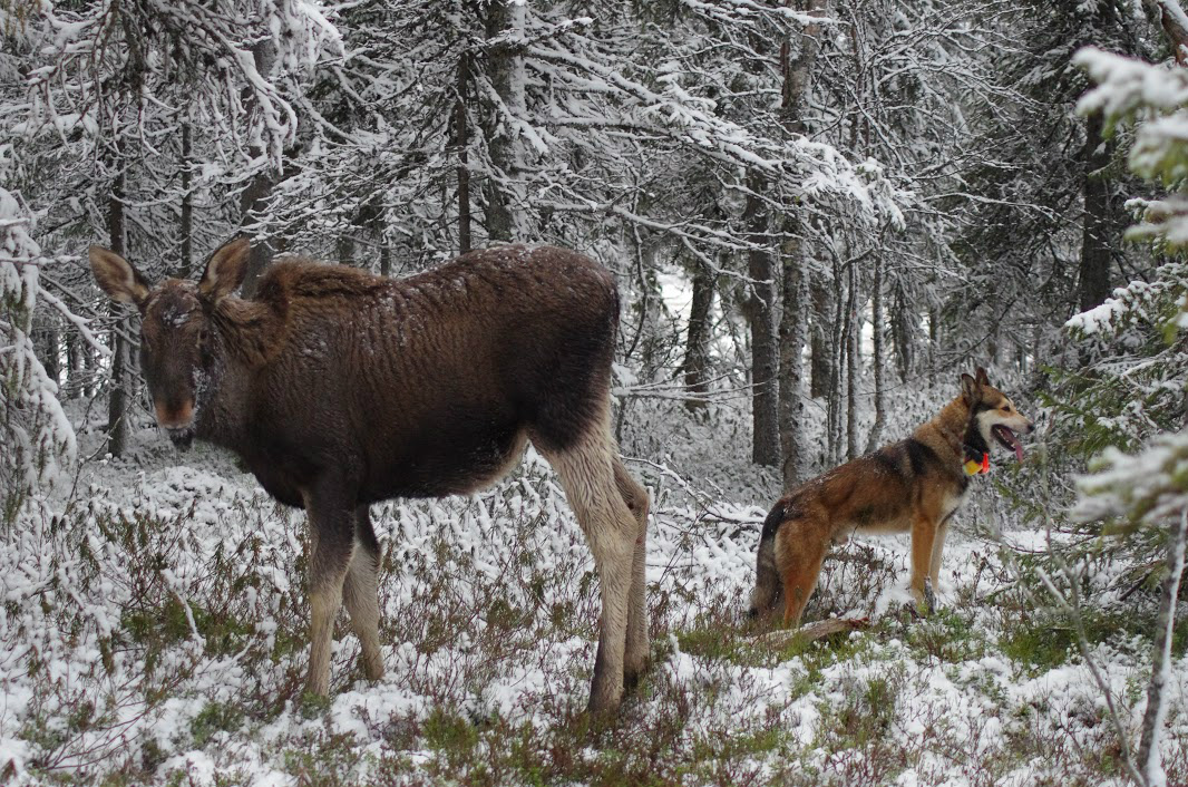 Ja välillä selätysten