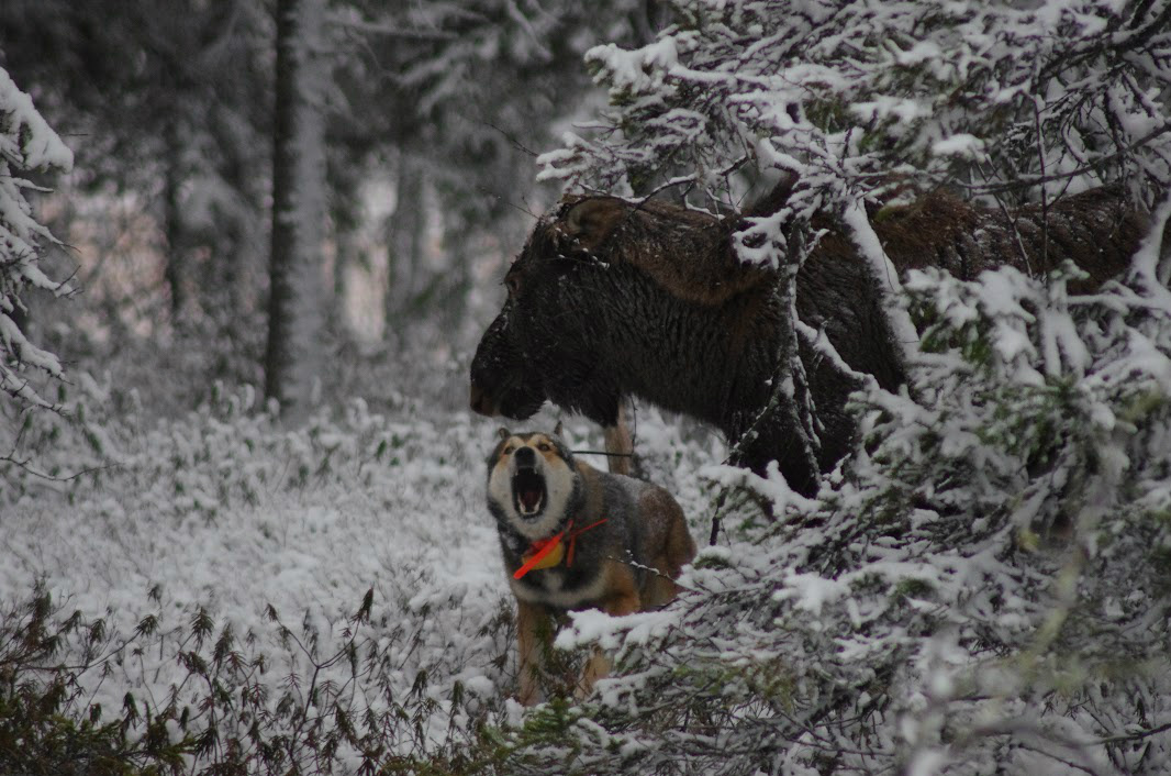 Välillä ollaan turvan alla