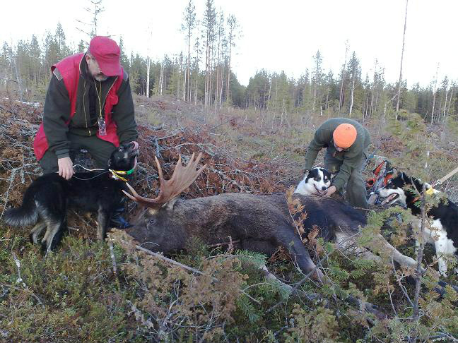 Uralilaisten Vanjan, Raivon ja Retun yhteistyön tulos